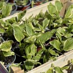 Funkia (Hosta) ‘SO SWEET’  – kont. C1,5L